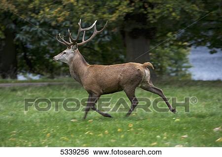 Stock Photograph - A deer with rack of antlers walking on lush grass at the water's edge; Yorkshire, England. Fotosearch