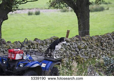 Stock Image - A dog sits on an ATV; Northumberland, England. Fotosearch