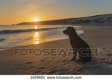 A dog sits on the sand at the water's edge at sunset; Tarifa, Cadiz, Andalusia, Spain View Large Photo Image Stock Photography - A dog sits on the sand at the water's edge at sunset; Tarifa, Cadiz, Andalusia, Spain. Fotosearch