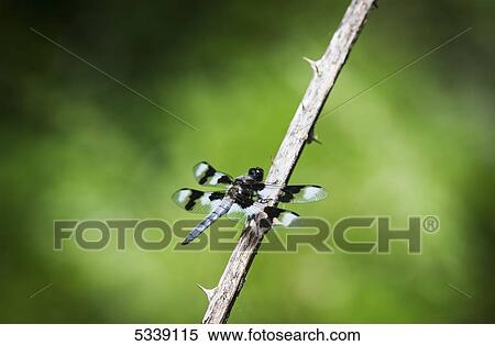 Stock Photography - A dragonfly rests in an opening; Ridgefield, Washington, United States of America. Fotosearch