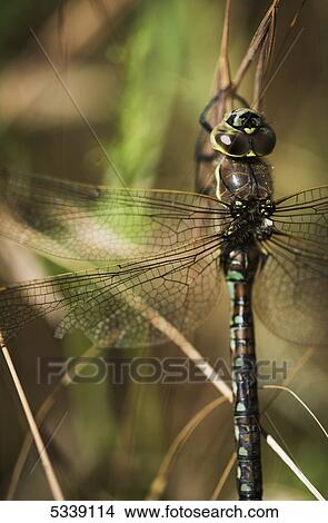 A dragonfly rests in the grass; Ridgefield, Washington, United States of America View Large Photo Image Picture - A dragonfly rests in the grass; Ridgefield, Washington, United States of America. Fotosearch