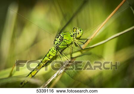 Stock Photograph - A dragonfly rests in the grass; Ridgefield, Washington, United States of America. Fotosearch