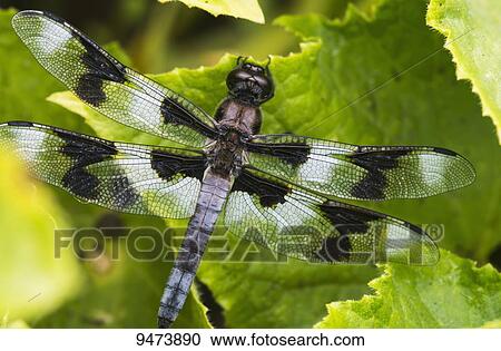 A dragonfly warms up in a vegetable garden; Astoria, Oregon, United States of America View Large Photo Image Stock Image - A dragonfly warms up in a vegetable garden; Astoria, Oregon, United States of America. Fotosearch
