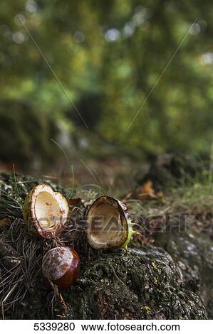 Stock Image - A fallen nut with shell cracked in half; Northumberland, England. Fotosearch
