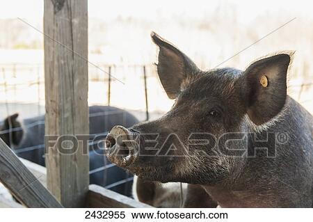 A feeder pig waits for food at Youngblood GrassFed Farm; Grannis, Arkansas, United States of America View Large Photo Image Stock Photography - A feeder pig waits for food at Youngblood GrassFed Farm; Grannis, Arkansas, United States of America. Fotosearch