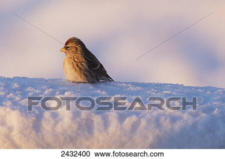 A female Common Redpoll (Carduelis flammea)rests in the snow as it eats a small piece of snow on a frigid day in Fairbanks, Alaska View Large Photo Image Stock Image - A female Common Redpoll (Carduelis flammea)rests in the snow as it eats a small piece of snow on a frigid day in Fairbanks, Alaska. Fotosearch