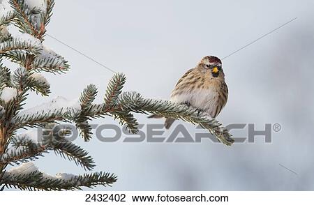 A female Common Redpoll (Carduelis flammea) perches on a snowy spruce tree on a cold day in interior Alaska. Fairbanks, Alaska View Large Photo Image Stock Image - A female Common Redpoll (Carduelis flammea) perches on a snowy spruce tree on a cold day in interior Alaska. Fairbanks, Alaska. Fotosearch