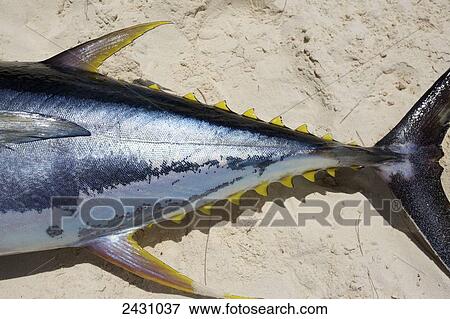 Stock Photo - A fish with yellow sharp points lays on the white sand; Vamizi Island, Mozambique. Fotosearch