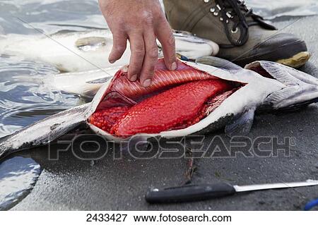 Stock Photo - A fisherman opens up a salmon to get the salmon eggs in late summer at Jims Creek; Palmer, Alaska, United States of America. Fotosearch