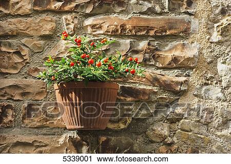 Stock Image - A flower pot with a cherry tomato plant mounted on a stone wall; Spello, Umbria, Italy. Fotosearch
