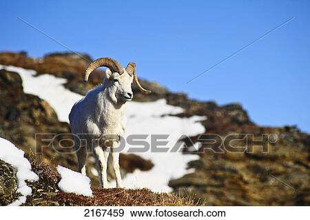 Stock Photo - A Full Curl Dall Sheep Ram Standing On Mount Margaret With Fang Mountain In The Background, Denali National Park And Preserve, Interior Alaska, Spring. Fotosearch