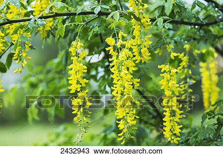 Stock Image - A Golden Chain Tree blooms; Astoria, Oregon, United States of America. Fotosearch