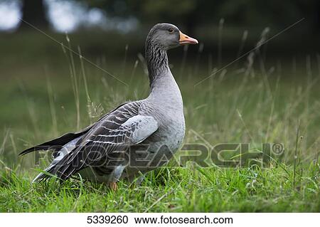 A goose walking on grass; Yorkshire, England View Large Photo Image Stock Image - A goose walking on grass; Yorkshire, England. Fotosearch