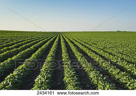 Stock Image - A healthy green mid-season soybean field two weeks after being sprayed with herbicide in central Iowa, dead broadleaf weeds can be seen in between the rows; Iowa, United States of America. Fotosearch