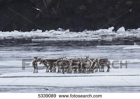 A herd of caribou are stranded floating down the Porcupine River; Old Crow, Yukon, Canada View Large Photo Image Stock Photo - A herd of caribou are stranded floating down the Porcupine River; Old Crow, Yukon, Canada. Fotosearch