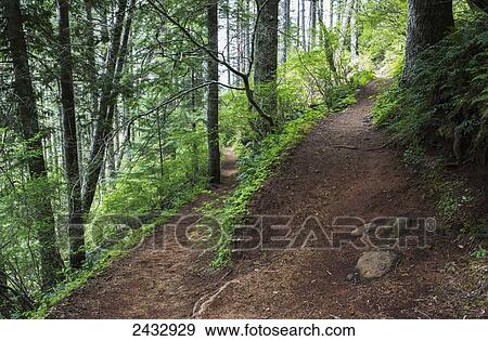 A hiking trail goes up Saddle Mountain; Hamlet, Oregon, United States of America View Large Photo Image Stock Photo - A hiking trail goes up Saddle Mountain; Hamlet, Oregon, United States of America. Fotosearch