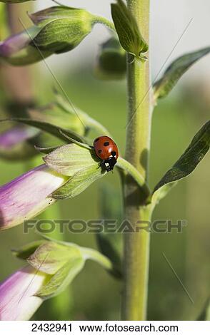 Stock Image - A Ladybug Beetle rests on Foxglove; Astoria, Oregon, United States of America. Fotosearch