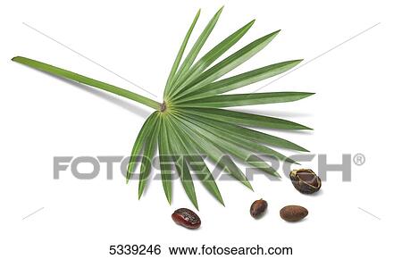Stock Photograph - A leaf on a stem with nuts and a shell. Fotosearch