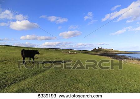 Stock Image - A lone cow standing on a grass field at the water's edge; Dunstandburgh, Northumberland, England. Fotosearch