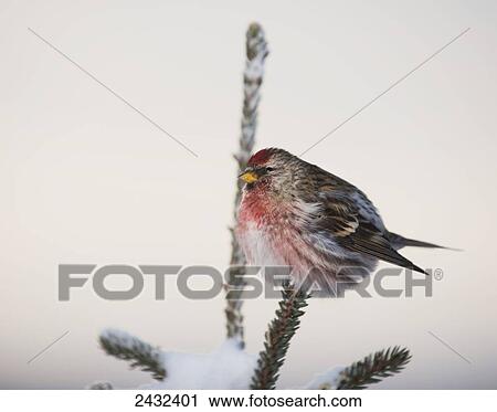 Stock Image - A male Common Redpoll (Carduelis flammea) perches atop a snowy spruce tree on a frigid winter day in Interior Alaska. Fairbanks, Alaska. Fotosearch