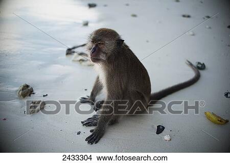 A monkey sits on one of the beaches of Koh Phi Phi Island in the Andaman Sea; Thailand View Large Photo Image Picture - A monkey sits on one of the beaches of Koh Phi Phi Island in the Andaman Sea; Thailand. Fotosearch