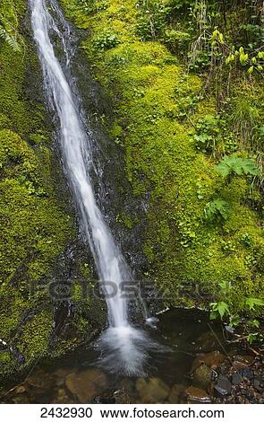 A mountain brook cascades down Saddle Mountain; Hamlet, Oregon, United States of America View Large Photo Image Stock Image - A mountain brook cascades down Saddle Mountain; Hamlet, Oregon, United States of America. Fotosearch