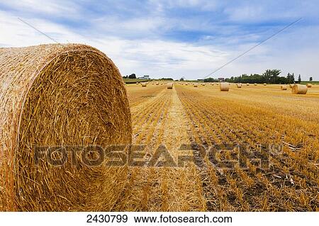 A newly cut hayfield with large round bales scattered in rows on the field, under a blue sky; Cramahe, Ontario, Canada View Large Photo Image Stock Photo - A newly cut hayfield with large round bales scattered in rows on the field, under a blue sky; Cramahe, Ontario, Canada. Fotosearch