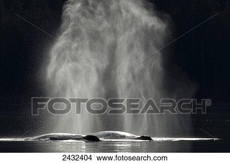 A pair of Humpback whales breath at the surface in the calm waters of Inside Passage near Juneau, Alaska. View Large Photo Image Picture - A pair of Humpback whales breath at the surface in the calm waters of Inside Passage near Juneau, Alaska.. Fotosearch