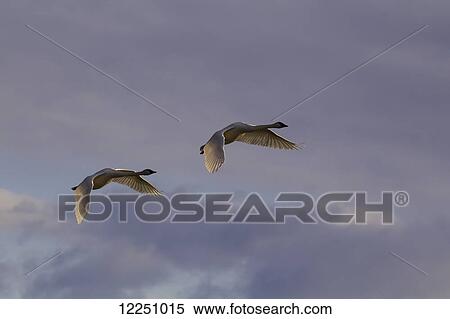 A pair of Trumpeter swans gain altitude as they depart Marsh Lake, Spring migration, Yukon, Canada. View Large Photo Image Stock Photography - A pair of Trumpeter swans gain altitude as they depart Marsh Lake, Spring migration, Yukon, Canada.. Fotosearch