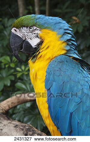 A parrot in the Parque das Aves (bird park); Iguacu, Brazil View Large Photo Image Stock Photo - A parrot in the Parque das Aves (bird park); Iguacu, Brazil. Fotosearch