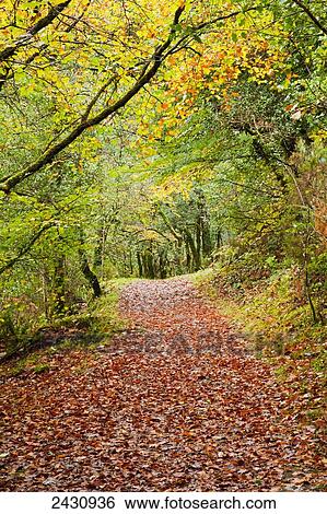 Stock Photograph - A path covered in brown fallen leaves in autumn in Glengarriff Forest; County Cork, Ireland. Fotosearch