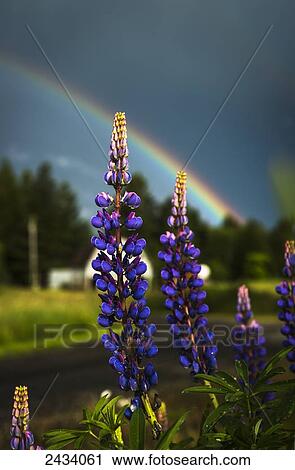 Stock Image - A rainbow arcs over lupine blossom; Astoria, Oregon, United States of America. Fotosearch