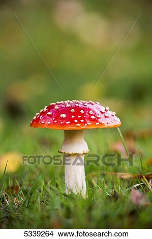 A red mushroom in the grass; Northumberland, England View Large Photo Image Picture - A red mushroom in the grass; Northumberland, England. Fotosearch