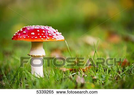 Stock Photography - A red mushroom in the grass; Northumberland, England. Fotosearch