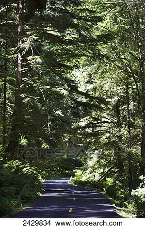 Picture - A road lined with dense lush forest; Cannon Beach, Oregon, United States of America. Fotosearch
