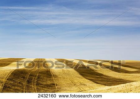 Stock Image - A rolling hill stubble field with harvest lines and blue sky with hazy clouds; Alberta, Canada. Fotosearch
