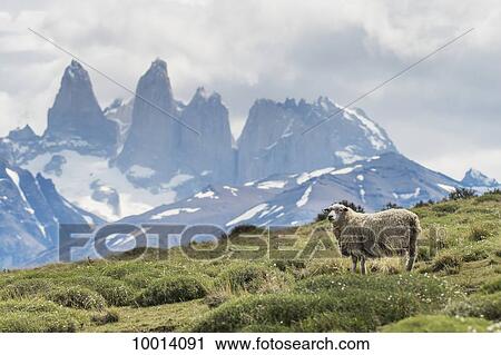 A sheep on a grass field with rugged mountains in the distance, Torres del Paine National Park; Torres del Paine, Magallanes and Antartica Chilena Region, Chile View Large Photo Image Stock Image - A sheep on a grass field with rugged mountains in the distance, Torres del Paine National Park; Torres del Paine, Magallanes and Antartica Chilena Region, Chile. Fotosearch