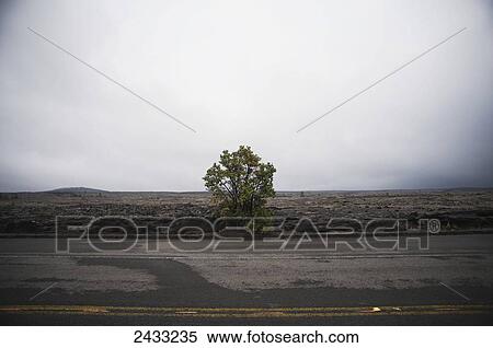 A single tree clings to the roadside in Hawaii Volcanoes National Park; Island of Hawaii, Hawaii, United States of America View Large Photo Image Stock Photography - A single tree clings to the roadside in Hawaii Volcanoes National Park; Island of Hawaii, Hawaii, United States of America. Fotosearch