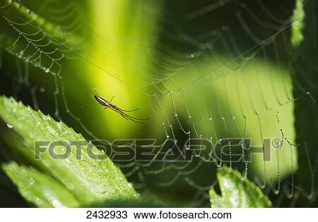 A spider waits in her web; Astoria, Oregon, United States of America View Large Photo Image Stock Image - A spider waits in her web; Astoria, Oregon, United States of America. Fotosearch