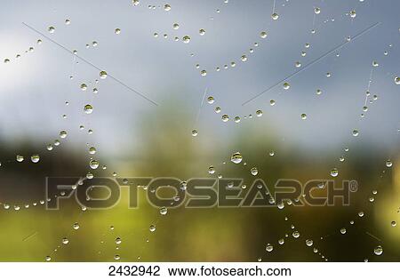 A spider's web catches rain drops; Astoria, Oregon, United States of America View Large Photo Image Stock Image - A spider's web catches rain drops; Astoria, Oregon, United States of America. Fotosearch