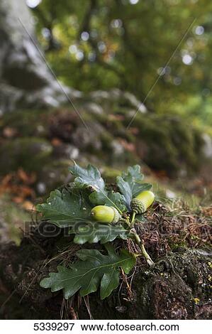Stock Photo - A stem of leaves and nuts fallen from a tree; Northumberland, England. Fotosearch