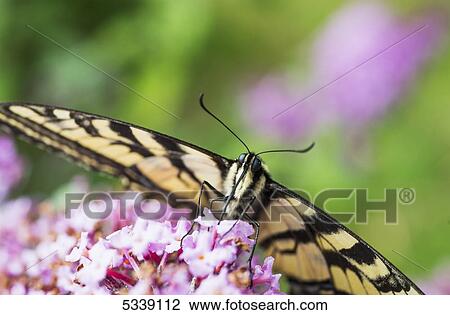 A swallowtail butterfly seeks nectar on a butterfly bush; Astoria, Oregon, United States of America View Large Photo Image Stock Image - A swallowtail butterfly seeks nectar on a butterfly bush; Astoria, Oregon, United States of America. Fotosearch