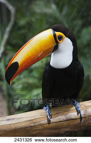 A toucan in the Parque das Aves (bird park); Iguacu, Brazil View Large Photo Image Stock Photograph - A toucan in the Parque das Aves (bird park); Iguacu, Brazil. Fotosearch