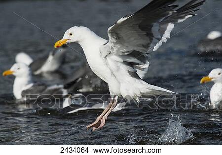 A Western Gull (Larus occidentalis) frolics in Ecola Creek; Cannon Beach, Oregon, United States of America View Large Photo Image Picture - A Western Gull (Larus occidentalis) frolics in Ecola Creek; Cannon Beach, Oregon, United States of America. Fotosearch