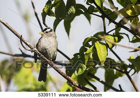 Stock Image - A White-crowned Sparrow (Zonotrichia leucophrys) perches in a tree; Astoria, Oregon, United States of America. Fotosearch