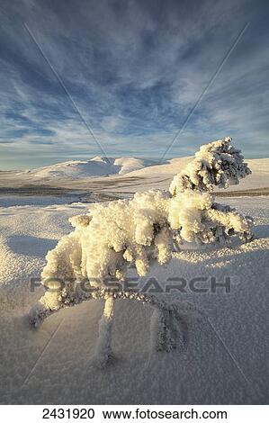 A winter scene of a snow covered tree on the north flanks of Crow Mountain, near Old Crow; Yukon, Canada View Large Photo Image Stock Image - A winter scene of a snow covered tree on the north flanks of Crow Mountain, near Old Crow; Yukon, Canada. Fotosearch