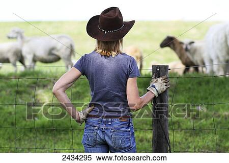 A woman in a cowboy hat stands at a fence watching a flock of sheep; Ellston, Iowa, United States of America View Large Photo Image Stock Photography - A woman in a cowboy hat stands at a fence watching a flock of sheep; Ellston, Iowa, United States of America. Fotosearch