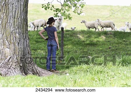 A woman in a cowboy hat stands by a tree watching a flock of sheep; Ellston, Iowa, United States of America View Large Photo Image Picture - A woman in a cowboy hat stands by a tree watching a flock of sheep; Ellston, Iowa, United States of America. Fotosearch