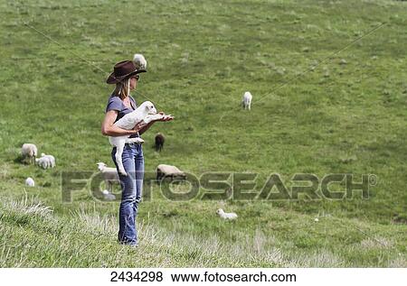 Stock Photo - A woman tending to a flock of sheep; Ellston, Iowa, United States of America. Fotosearch