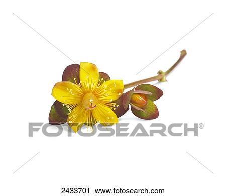Stock Image - A yellow flower with red and green leaves on a white background. Fotosearch